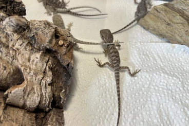 Bearded dragons kaufen und verkaufen Photo: Bartagamen ENZ 25.