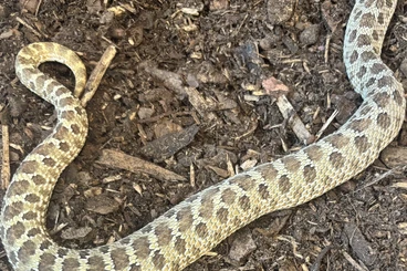 Schlangen kaufen und verkaufen Foto: 0.1 Hakennasennatter ( Heterodon nasicus )