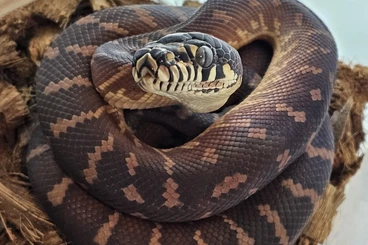 Pythons kaufen und verkaufen Photo: À VENDRE – Simalia boeleni (Boelen’s python)