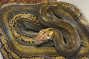 Pythons kaufen und verkaufen Photo: M. reticulatus MOTLEY PIED MALE