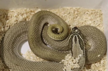 Snakes kaufen und verkaufen Photo: Diverse adulte Hakennasennattern (heterodon nasicus) abzugeben!