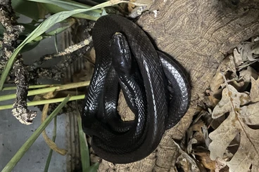 Snakes kaufen und verkaufen Photo: Morelia viridis, Gonyosoma, mandarinus