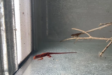 Echsen  kaufen und verkaufen Foto: Clamydosaurus kingii, Anolis sagrei red flame, ambystoma tigrinum