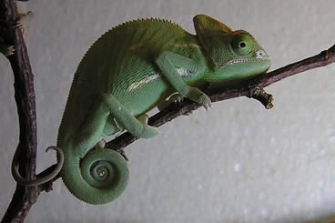 Chamaeleons kaufen und verkaufen Photo: Jemen Chamäleon Jungtiere NZ 06.25