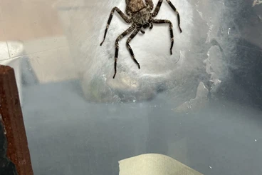 other spiders kaufen und verkaufen Photo: diverse CB Sparassidae and others