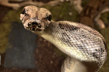 Boas kaufen und verkaufen Foto: Hypo Aztec het. sharp boa constrictor imperator (female) NZ‘22