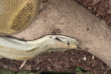 Pythons kaufen und verkaufen Foto: Tigerpython green (dunkler Tigerpython) NZ‘22