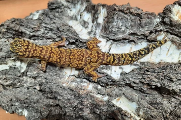 Geckos kaufen und verkaufen Photo: Oedura fimbria für Hamm im Dezember