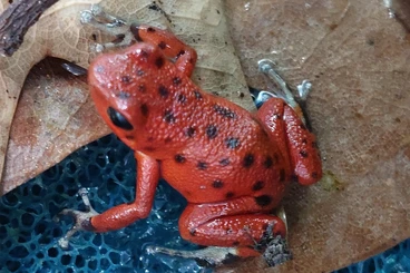 Poison dart frogs kaufen und verkaufen Photo: Oophaga pumilio RFB Nachzuchten