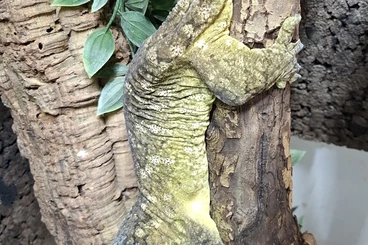 Geckos kaufen und verkaufen Foto: Rhacodactylus leachianus moro breeding pair