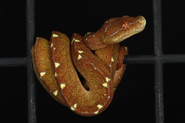 Pythons kaufen und verkaufen Photo: Morelia Viridis Versace line OC/Wamena x Calico OC/Melanistic Blueline