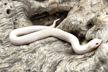 Colubrids kaufen und verkaufen Photo: Tolle Hakennasen Nachzuchten