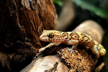 Geckos kaufen und verkaufen Photo: 2.0 Geckoella nebulosa NZ25