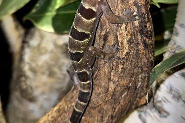 Geckos kaufen und verkaufen Foto: Suche Hemidactylus fasciatus Weibchen
