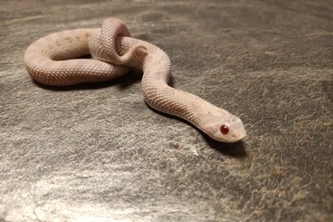 Snakes kaufen und verkaufen Photo: Heterodon nasicus für Hamm