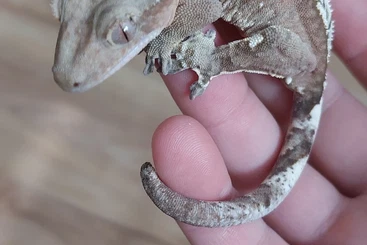 Geckos kaufen und verkaufen Photo: Crested gecko 100% het axanthic männchen kronengeckos