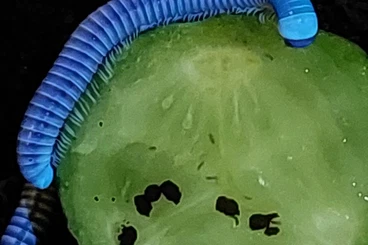 Insects kaufen und verkaufen Photo: Tausendfüßer millipede myriapoda