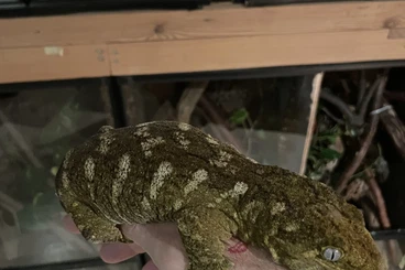 Geckos kaufen und verkaufen Foto: Rhacodactylus Leachianus