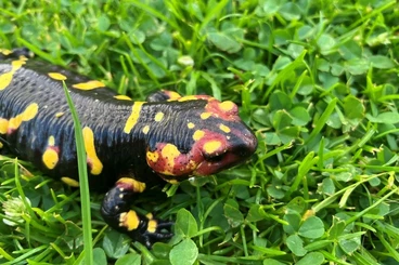 Salamander kaufen und verkaufen Foto: Portugiesische Feuersalamander (Salamandra s. gallaica)