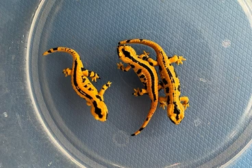 salamanders kaufen und verkaufen Photo: Salamandra salamandra terrestris (Solling)