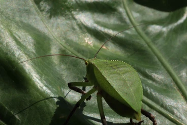 Insects kaufen und verkaufen Photo: Biete Siliquofera grandis