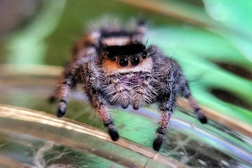 other spiders kaufen und verkaufen Photo: Suche Phidippus regius Nord Florida Männchen