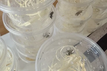 other spiders kaufen und verkaufen Photo: Springspinne Hyllus diardi und Phidippus pius