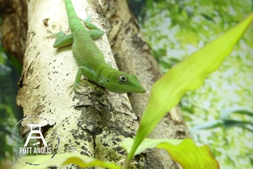 andere Echsen kaufen und verkaufen Foto: 1.1  Anolis spec. „Pedernales“ CB25