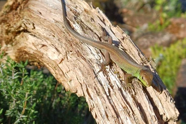 Echsen  kaufen und verkaufen Foto: Smaragdeidechsen (Lacerta bilineata)