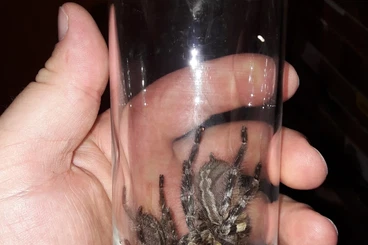 - bird spiders kaufen und verkaufen Photo: Ich kaufe in Hamm  !!!!!!!!