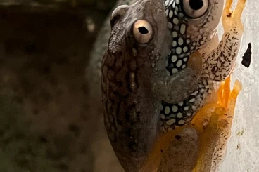 Snakes kaufen und verkaufen Photo: Hamm, Ziva exotika.