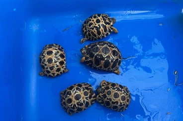 Landschildkröten kaufen und verkaufen Foto: Astrochelys radiata NZ 2025