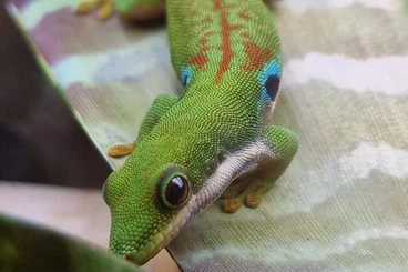 Geckos kaufen und verkaufen Foto: Tagaktive Geckos für Hamm und Hockenheim