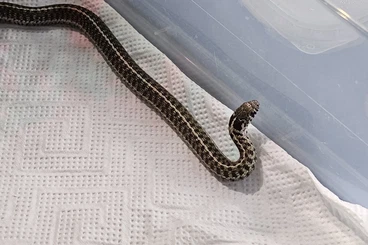 Colubrids kaufen und verkaufen Photo: Biete Thamnophis, verschiedene Arten