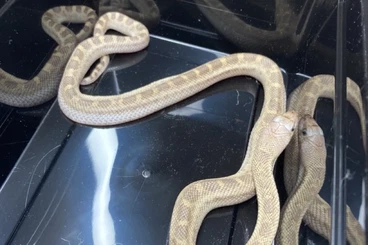 Nattern ungiftige  kaufen und verkaufen Foto: Bullennattern Pituophis catenifer sayi Nachzuchten 2025