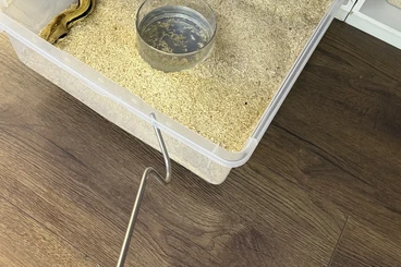 Boas kaufen und verkaufen Photo: Hobby Aufgabe Boa Constrictor Imperator in gute Hände