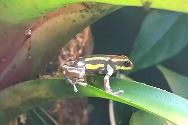 Pfeilgiftfrösche kaufen und verkaufen Foto: Ranitomeya lamasi Contamana (Missing Black), Pfeilgiftfrosch