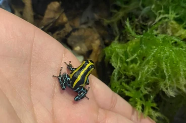 Pfeilgiftfrösche kaufen und verkaufen Foto: Ranitomeya lamasi hochland