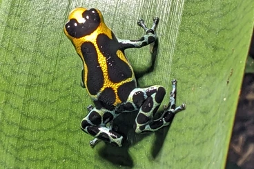 Pfeilgiftfrösche kaufen und verkaufen Foto: Ranitomeya Imitator Chazuta, Pfeilgiftfrosch