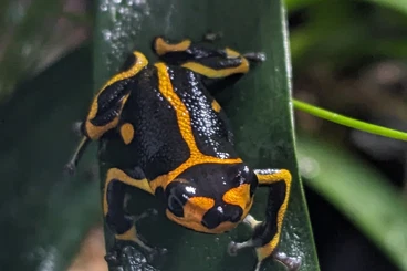 Pfeilgiftfrösche kaufen und verkaufen Foto: Ranitomeya imitator huallaga, Pfeilgiftfrosch