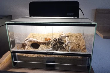 - bird spiders kaufen und verkaufen Photo: Vogelspinne mit Terrarium