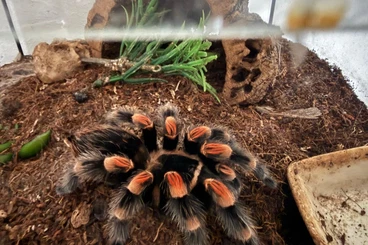 Spinnen und Skorpione kaufen und verkaufen Foto: ! 250€! Dringend, Komplettabgabe 2 Vogelspinnen, etc. viel Zubehör