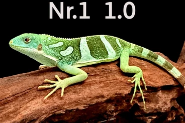 Echsen  kaufen und verkaufen Foto: 4.3 brachylophus bulabula