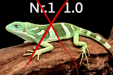 Echsen  kaufen und verkaufen Foto: 4.3 brachylophus bulabula (spotted)