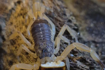 Skorpione kaufen und verkaufen Foto: Tityus serrulatus für Hamm Skorpion