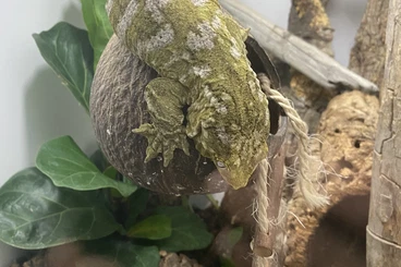 Geckos kaufen und verkaufen Foto: Biete 0.2 Rhacodactylus Leachianus Pine Island