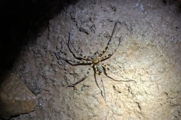 Spinnen und Skorpione kaufen und verkaufen Foto: Heteropoda sp Thaï Cave 1/2fh