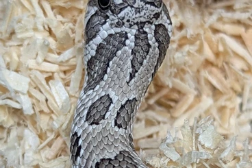 Snakes kaufen und verkaufen Photo: Superarctic Snow Heterodon nasicus