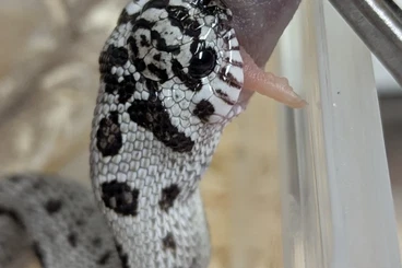 Nattern ungiftige  kaufen und verkaufen Foto: Superarctic Axanthic Conda 66%ph Albino - Heterodon nasicus Hkennasenn