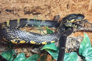 Schlangen kaufen und verkaufen Foto: Spilotes pullatus argusiformis het stripe